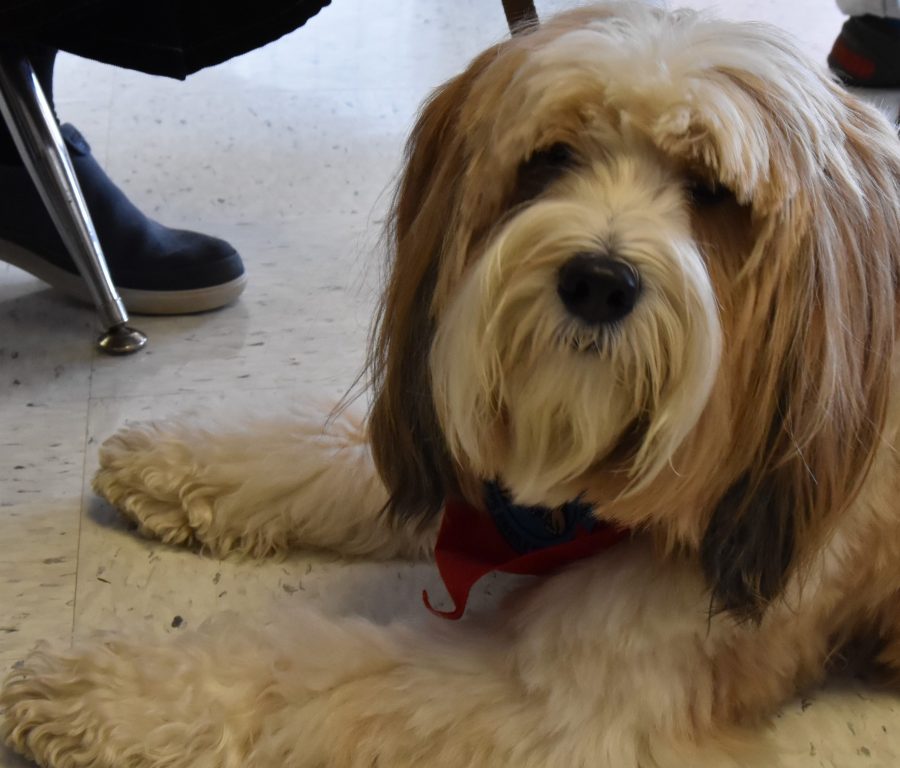 This is a Tibetan terrier named Ceba, which means Dear to hold. Ceba only had to take three classes before passing her training test, which included having to come when called, walking by food on the floor without eating it, listening to commands like sit, stay, and come, and having a calm temperament. (Photo by Carlyn Kranking)