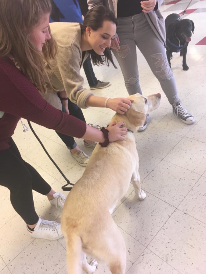 Students at McLean relive some stress with help from the therapy dogs. (Photo by Sabrina Vazquez) 