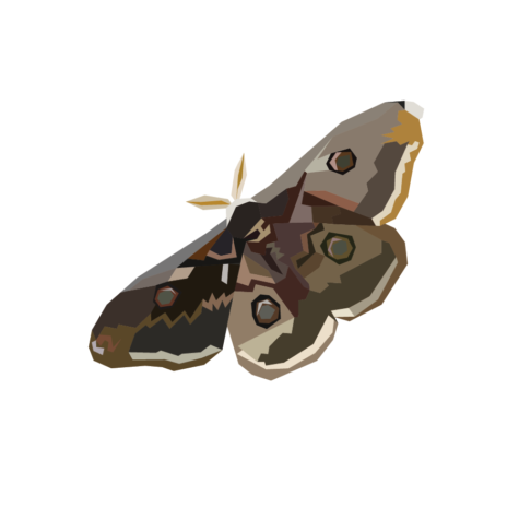 What type of moth are you quiz
