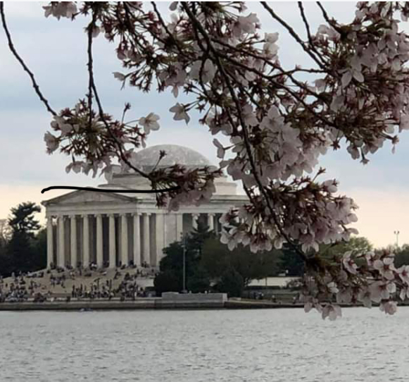 View of the Jefferson Memorial from the Tidal Basin