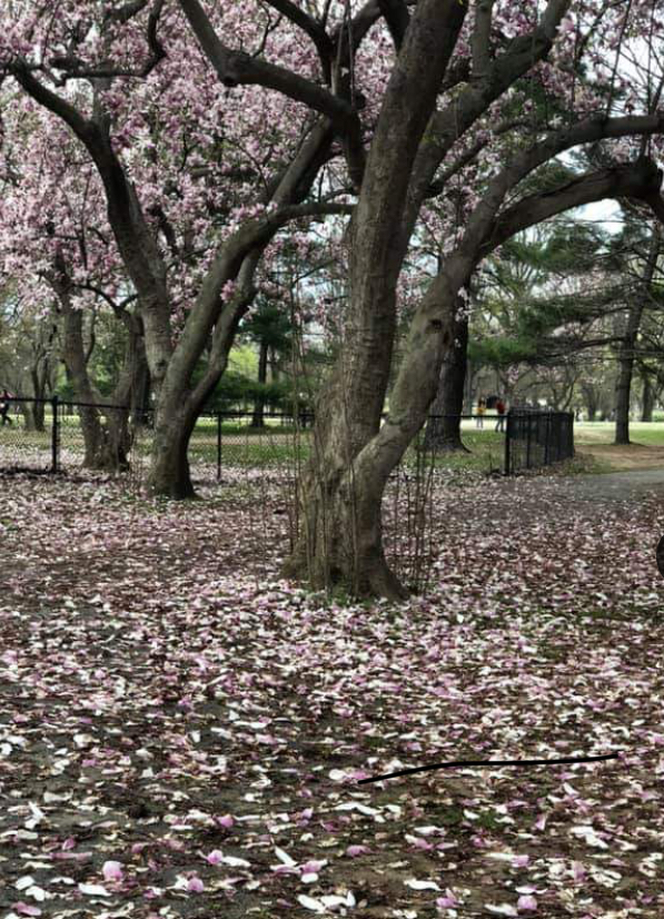 A Cherry tree, part of the annual Cherry Blossom