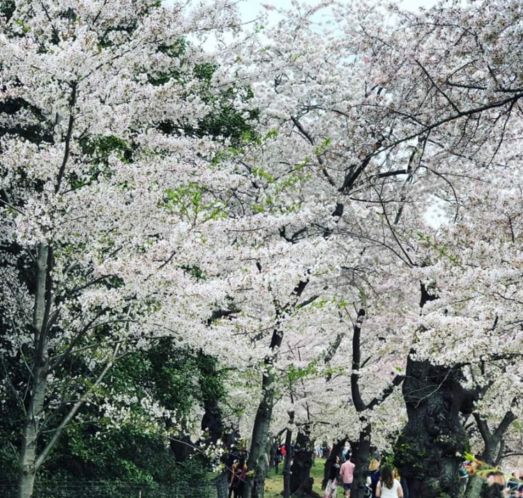 A group of cherry trees, part of the annual Cherry Blossom