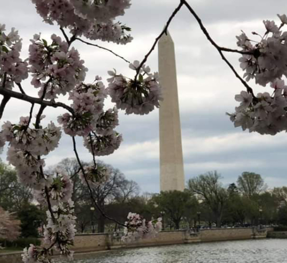 View of the Washington Monument