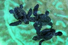 Turtles swimming in the ocean; Marine Bio club is working to spread awareness about the endangerment of turtles due to human activity
