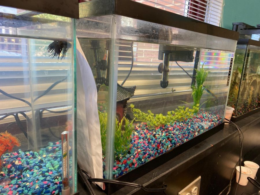 Pictured are student tanks in Andrew Diller and Kate Hoefers classroom. Students enrolled in oceanography are able to observe their very own living ecosystem because of this project.