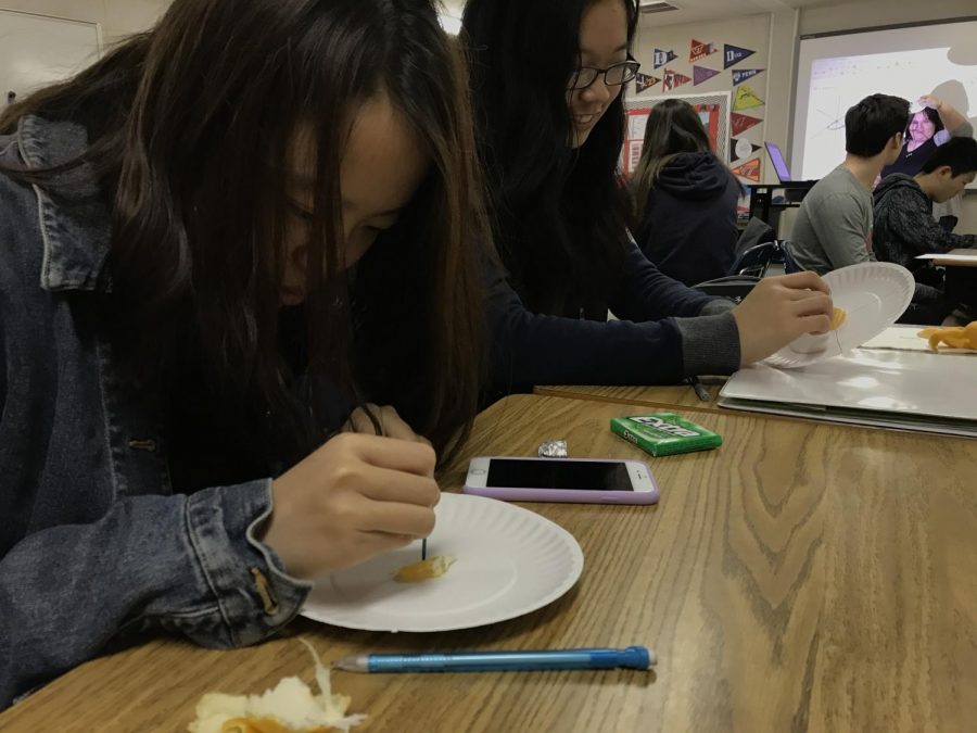 Senior Tiffany Chen (left) punctures a plate with a toothpick while senior Christina Ni (right) smiles as she understands whats going on. On this day, students used orange slices, which is just one of the many different types of food Quarry has used in her classroom.