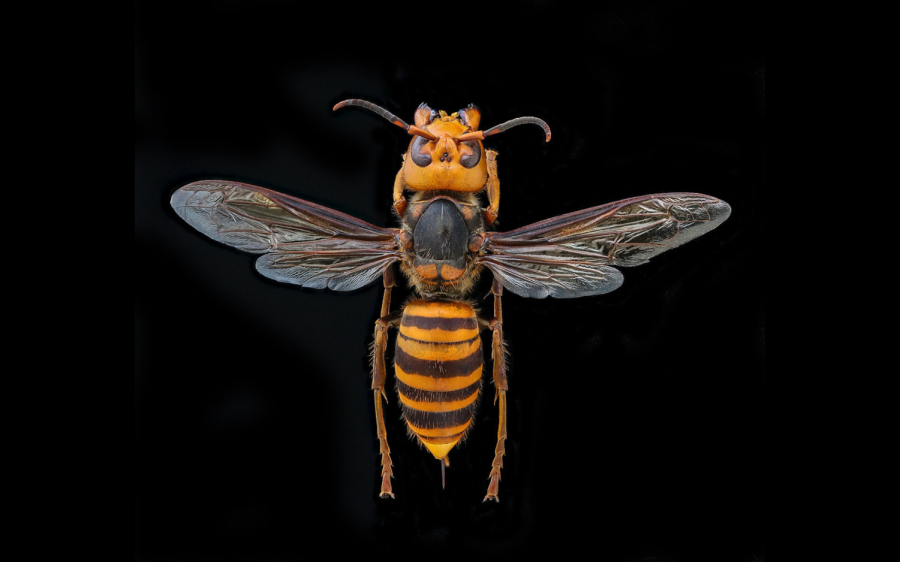 The Asian giant hornet spans up to two inches with a venomous quarter-inch stinger.