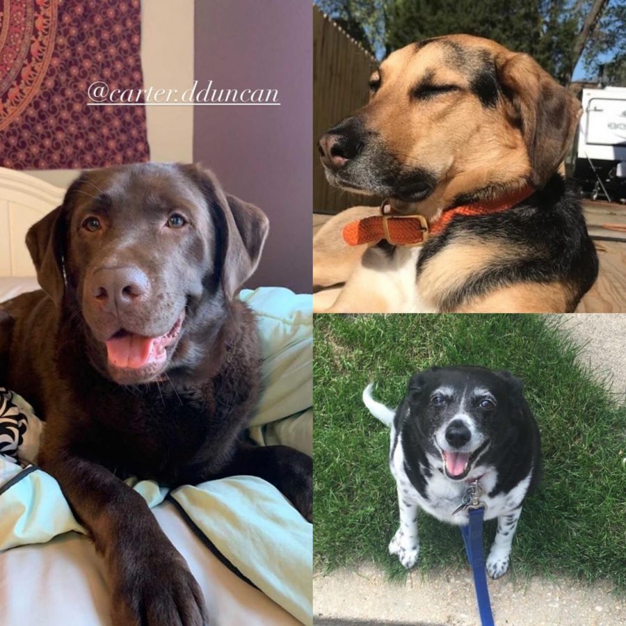 PUPPY OVERLOAD- The leadership class posts images of Highlanders’ dogs on Instagram as part of Stress Less week. In addition to the dog slideshow, they include a calming playlist, help hotlines, and other resources for mental health. (Photo obtained from McLean Leadership Instagram)