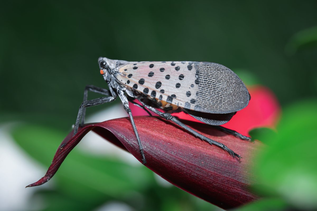 The+spotted+lanternfly+is+an+invasive+species+in+the+United+States+native+to+parts+of+China+and+Vietnam.+It+is+often+identified+by+its+gray+wings+with+red+undertones.