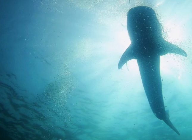 Catherine Pope views a whale shark during her gap year in Southeast Asia. Pope's gap year helped her realize her passion for marine biology.