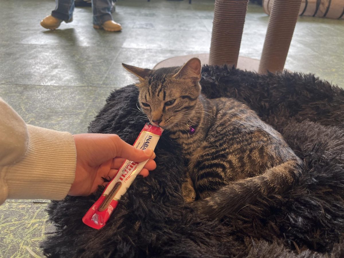 A cat is fed a treat. This treat was complimentary as part of the experience. 