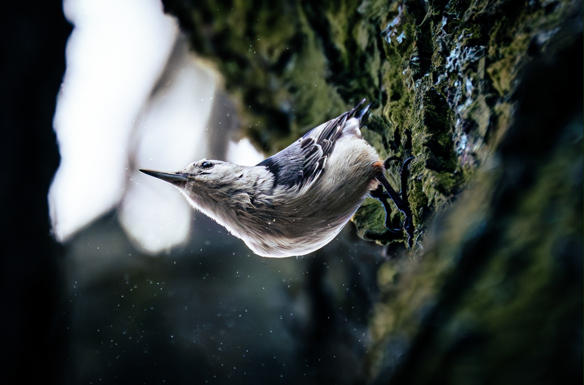 "Smile to the World" - a picture of a white-breasted nuthatch. The title "Smile to the World" originated from the bird's body shape, resembling that of a smiling person.