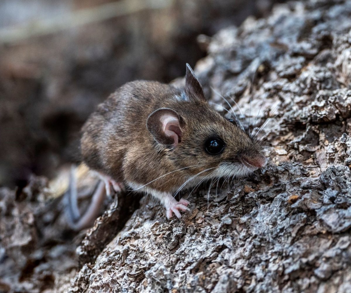 Rodent Andes Virus carrier, the Deer Mouse, are most commonly found in Argentina and Chile. These rodents are the primary source of the virus transmitted to humans. (Photo by California Department of Public Health)
